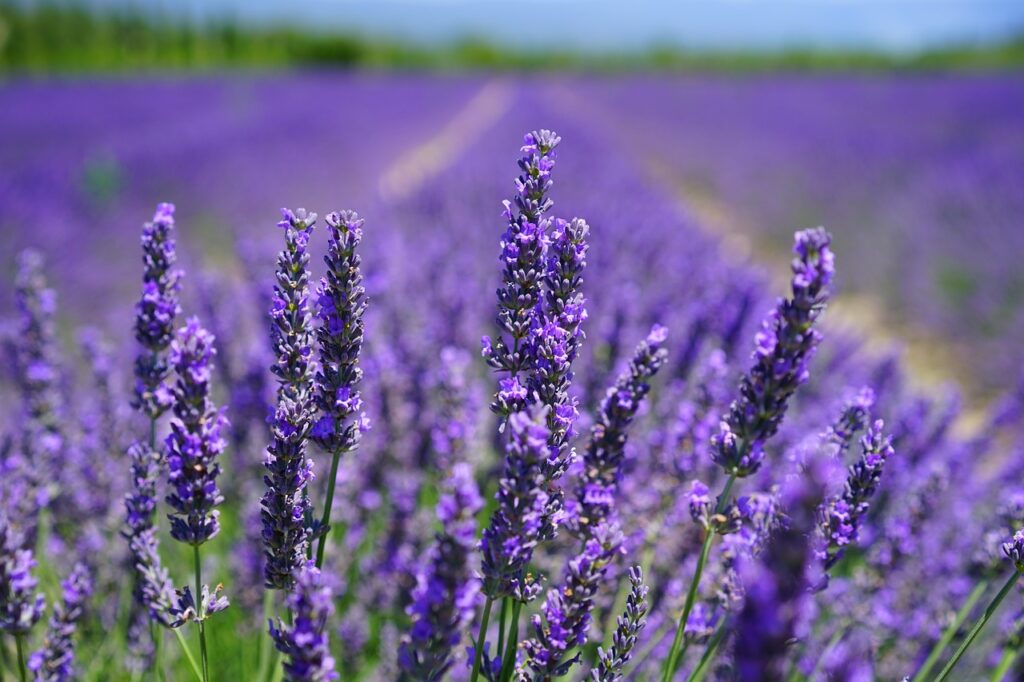lavenders, flower background, flowers, beautiful flowers, lavender field, purple flowers, bloom, blossom, flora, nature, lavender flowers, lavender cultivation, agriculture, wild plants, wild flowers, inflorescence, lavandula angustifolia, lavandula officinalis, crop, flower wallpaper, scented plant, medicinal plant, fragrant, plants, botany, lavender meadow, lavendula, petals, fragrance